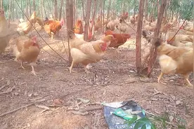 养鸡出现嗉囔炎，食袋水涨、硬涨流口水，吃什么药好得快视频封面