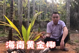 新农阿伟：投资三千元种海南黄金椰四年才结果划算吗？今天来浇水视频封面