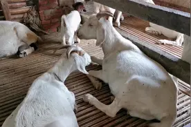 早晨放羊发现母羊瘸腿！经常遇到的山羊瘸腿，你们遇到过吗？视频封面