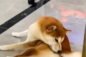 主人吃榴莲狗狗反应超搞笑，不停嗅闻呕吐直接怀疑狗生视频封面