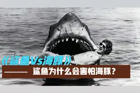 鲨鱼为什么会害怕海豚？