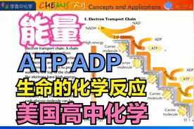 生命的化学ATP ADP和能量存储 发酵 美国高中化学19章2节 常荣