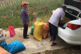 100斤花生能出多少油？农村榨花生油全过程，原来油是这样来的视频封面