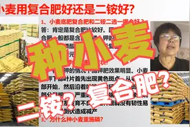 干货！种小麦用复合肥好还是二铵好？「农艺师讲农业」视频封面