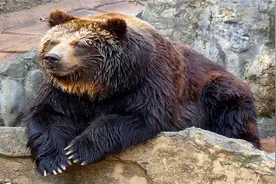 世界上最大的熊，连老虎见到它，都要俯首称臣！