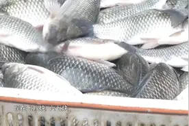 跌了四块！淡水鱼价格持续下跌，降价原因是由于.....视频封面