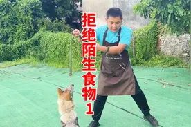 狗谁给东西都吃，一不小心会丢狗命，看训犬师是怎么训练拒食的视频封面