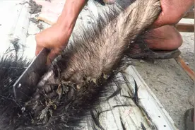 花25元买了小半张没刮毛的牛皮，处理好1斤就值20元，太划算了视频封面