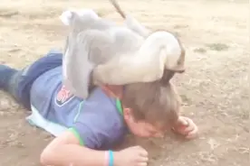 凶猛大鹅横行霸道，把小男孩啄倒在地，隔着屏幕都觉得疼