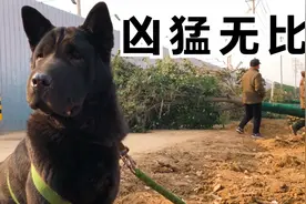 这种猎犬性情刚烈，浑身乌黑连舌头都是黑的，这种猎犬你认识吗视频封面