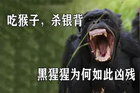 吃猴子，杀银背，同为灵长类，黑猩猩为何如此凶残？视频封面