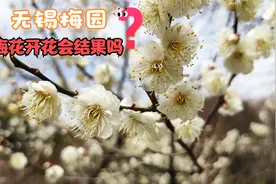 无锡梅园梅花开花会结果实吗？梅花如果结果，果子去哪了？视频封面