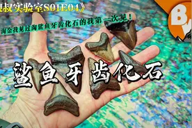 野外大胆王淘鲨鱼牙齿化石视频封面