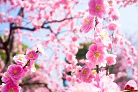 助眠凝神：夏日可畏 烈日杲杲 夏阳酷暑 火伞高张视频封面