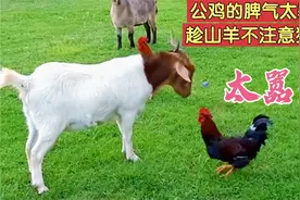 公鸡的脾气太暴躁了，趁山羊不注意直接跳它身上猛啄！太嚣张了视频封面