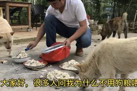 网友小伙伴问起养狗为啥不喂狗粮，养四条土狗的主人说出了实情视频封面