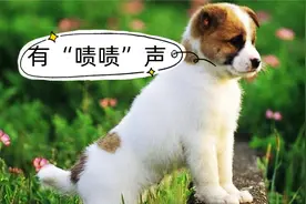 在农村，为什么狗听到“啧啧声”就会过来？