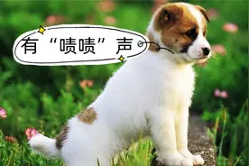 在农村，为什么狗听到“啧啧声”就会过来？