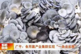 广平：食用菌产业集群实现“一条龙发展”视频封面