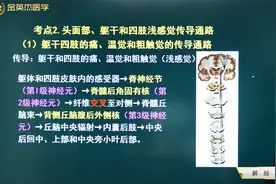 神经系统03感觉传导通路02躯干和四肢、头面部的感觉传导通路视频封面