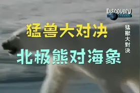 猛兽大对决：北极熊对海象视频封面