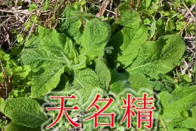 农村常见“天名精”，采药人称“毒蛇克星”，也是厉害的杀虫植物视频封面