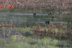 现场视频!黄河故道国家湿地公园首次监测到赤嘴潜鸭,悠闲觅食散步视频封面