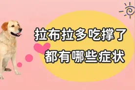 拉布拉多吃撑了，都有哪些症状？视频封面