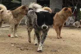 山里主人一群土狗松犬看家，大黄凶煞面不敢摸，老黑母狗最粘人视频封面