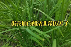 韭菜地里放蛋壳加白醋，没想到这么厉害！赶紧看看了解下视频封面