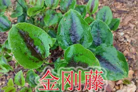 药食同源植物“金刚藤”，是大名鼎鼎的“祛湿之王”，遇见别错过视频封面