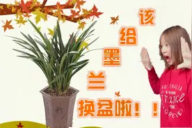 墨兰花叶无力发软扭曲，其实它也是“房奴”，该给它换“新家”了视频封面