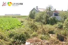 村道被占邻居闹翻 镇里承诺尽快解决视频封面