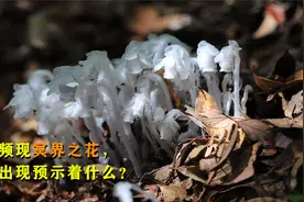 多地频现冥界之花，它真是不详之花？它的出现是否预示着什么？