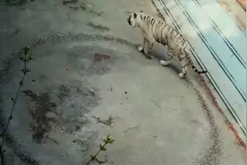 动物园老虎遛弯转圈圈 在地上踩出一圈圆形 园方：正在矫正训练视频封面