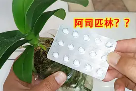 兰花与阿司匹林，2个月用1次，蝴蝶兰根叶长得快，不怕烂根了！视频封面
