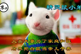 这对夫妻把白鼠当儿子养 不仅会说话 还会骑猫视频封面