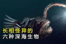 下潜到海洋深处，带你了解6种怪鱼，看看它们的长相到底有多可怕