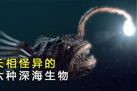 下潜到海洋深处，带你了解6种怪鱼，看看它们的长相到底有多可怕视频封面