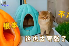 母猫躲在窗帘下藏猫猫，主人给它带来惊喜 ，二哈猫突然脑洞大开视频封面