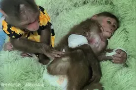 其实猴子也有温顺的一面，养猴美女在家养萌宠猴子，俩只猴子睡觉视频封面