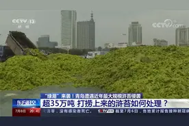 超35万吨！青岛遭遇最大规模“绿潮”来袭！捞上来的浒苔如何处理