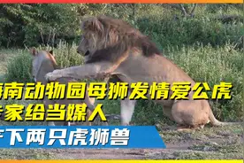 海南动物园母狮发情爱公虎，专家给当媒人，产下两只虎狮兽？视频封面