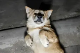 懂事的小狗尽职尽责，风雨无阻，下雨也要在外守门口视频封面