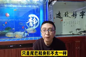 为什么金鱼的眼睛没了，金鱼和锦鲤如何区分，可以混养吗？