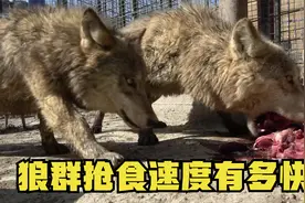 狼群抢食速度有多快？几公斤肉一嘴一口吃不停，本能护食场面激烈视频封面