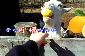 见过爱吃柠檬不怕酸的动物吗？