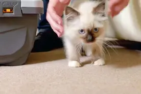 真好，小奶猫来到新家，和爸爸妈妈相处的很融洽