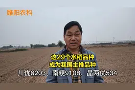 这29个水稻品种，被农业农村部看中，成为今年全国主推的水稻品种视频封面