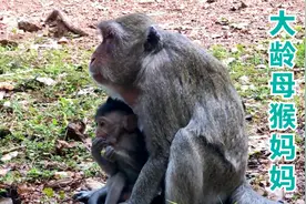 大龄猴妈妈独自喂养小猴子，母猴尽显疲惫，却时刻保护着猴宝宝视频封面